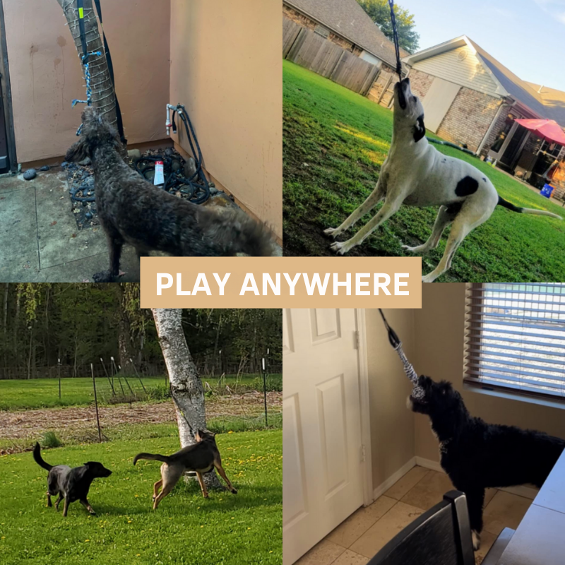 Interaktivt hundelek: garantert moro! 